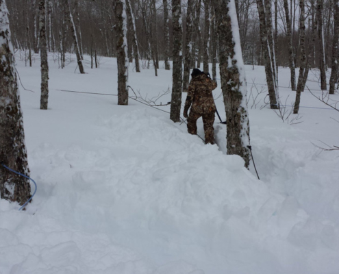 Digging Out Maple Sap Lines