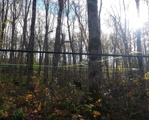 Maple Tree Stand And Syrup Lines
